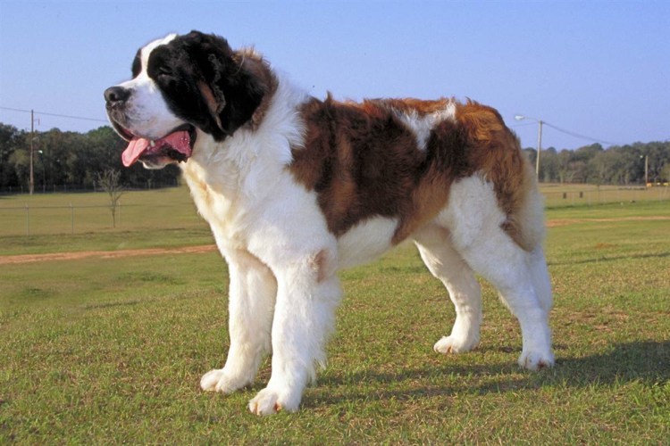 Сенбернар злой