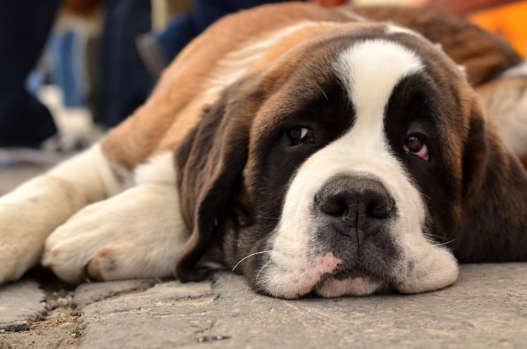 St. Bernard Labrador Mix