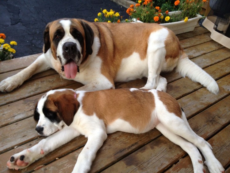 Длинношерстный Сенбернар Молоссы