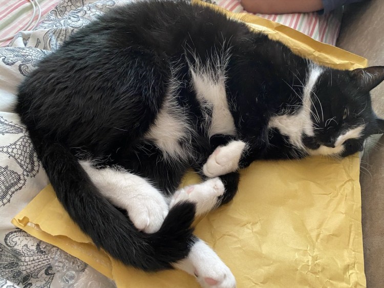 Позы кошки при болезни