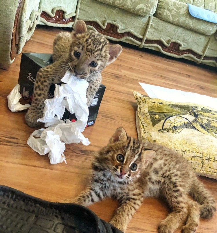 Недоразумение кот