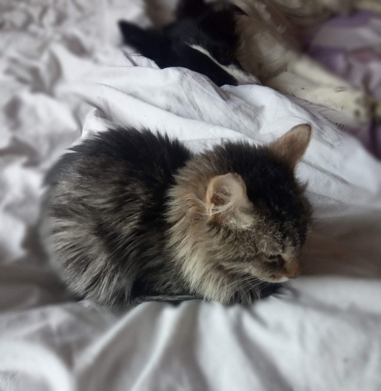 Инфекционный перитонит кошек (Feline Infectious peritonitis