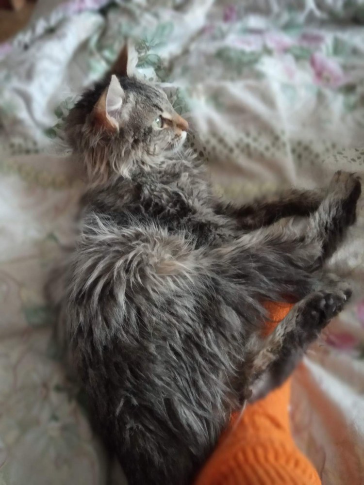 Самая худая собака в мире