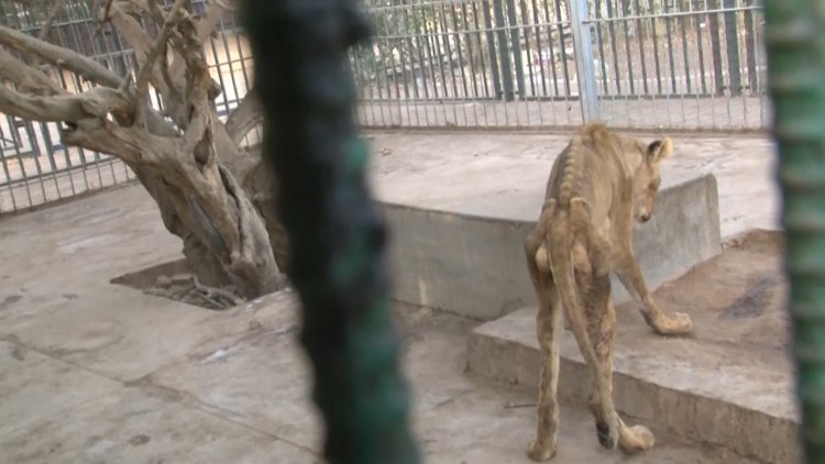 Котята с больными глазами