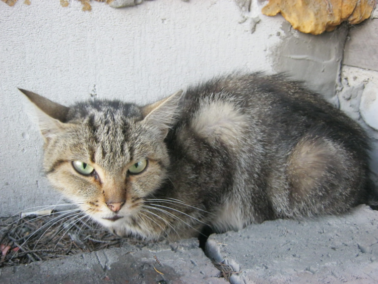 Беременная рыжая кошка