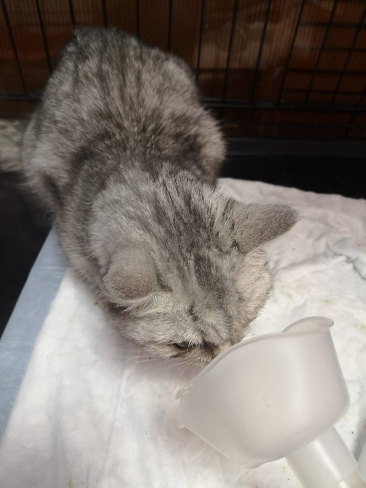 Спасение больных уличных кошек