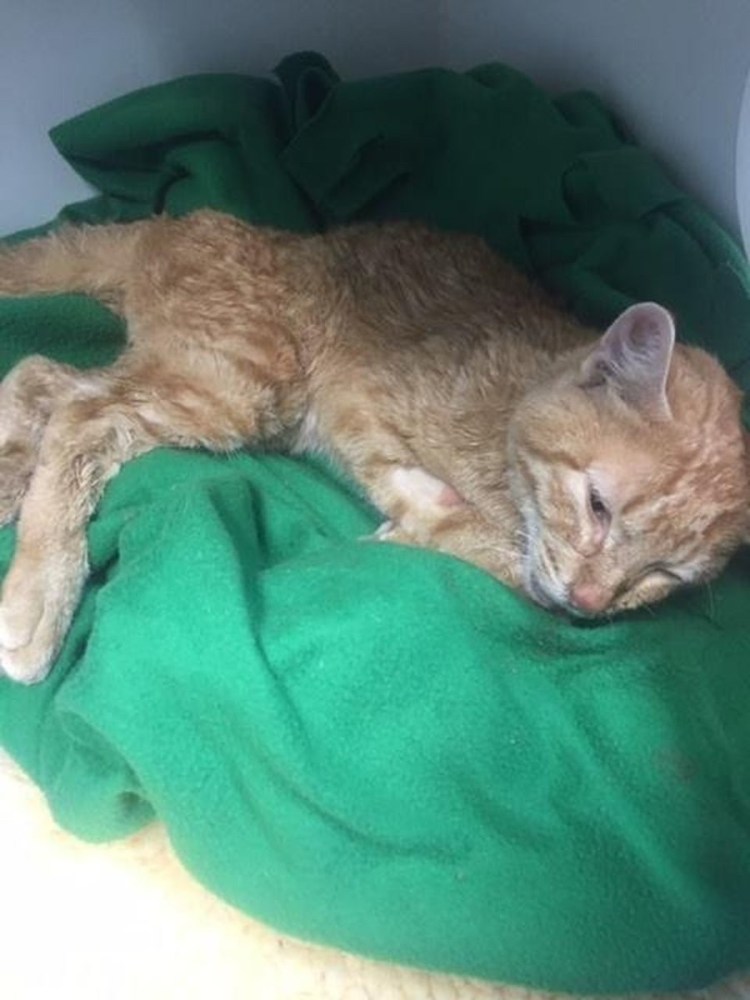 Спасение котят от смерти