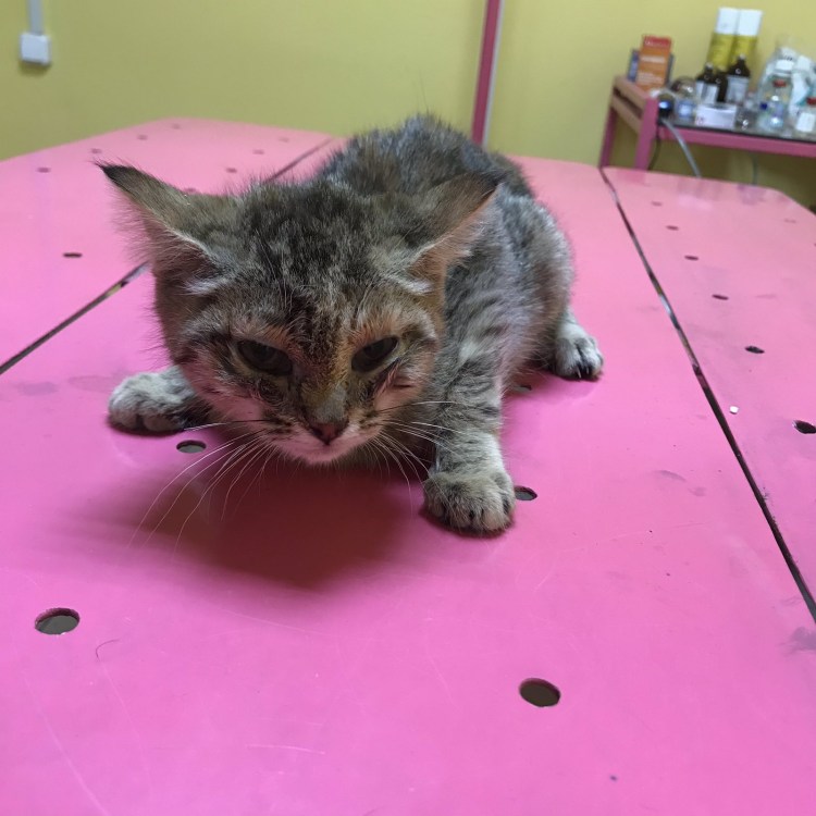 Маленькие кошки которые не растут