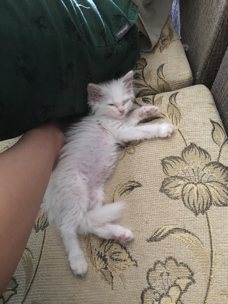 Брошенные котята в коробке