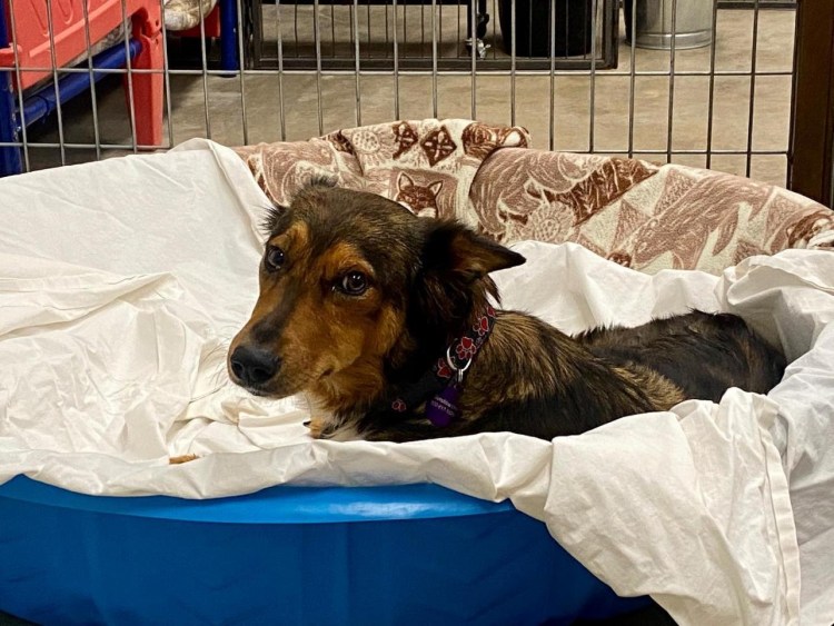 Спасение умирающих котят