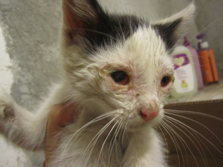 Самый толстый кот в мире