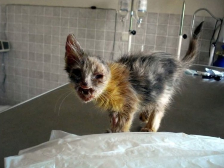 13 Умирающих котят Бруклин