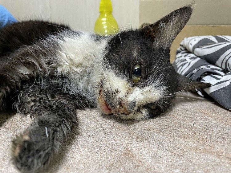 Котенок ДУМЕР