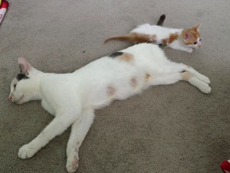 Бедная бездомная собака