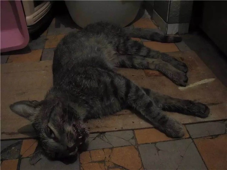 Постриг кота