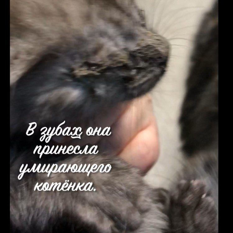 Выпадение прямой кишки у котенка