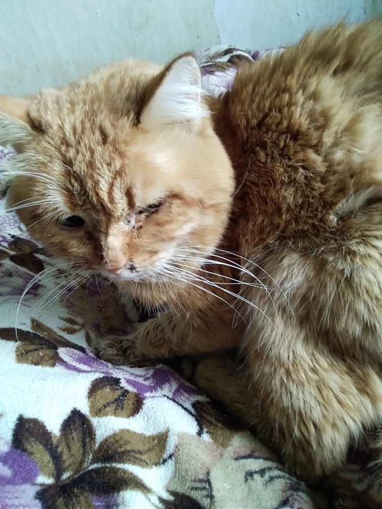 Кошка дохлая Британская