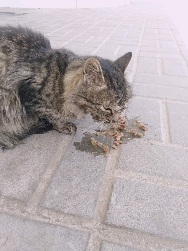 Котята на второй день жизни