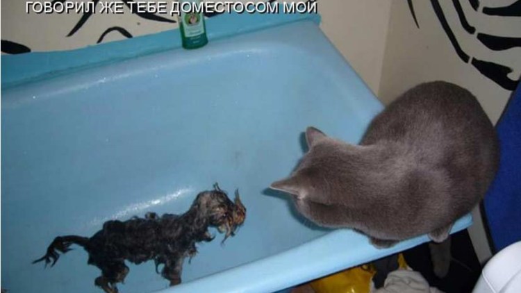 Короновирусный энтерит собак