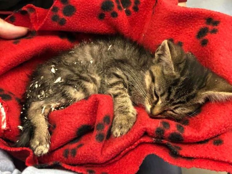 Котенок забава Кемерово