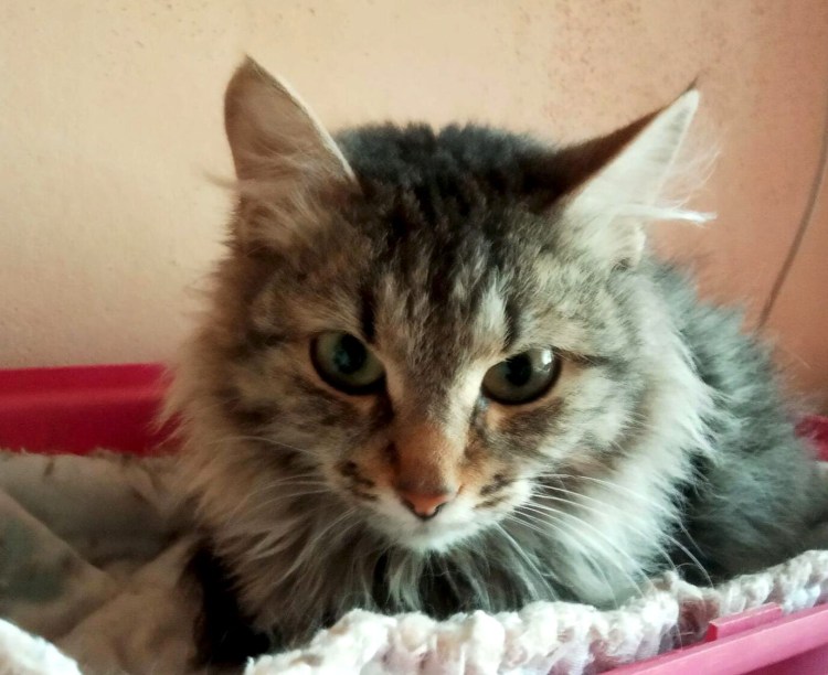 Котенок сильно горячий