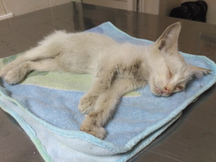 Передержка котов Иваново