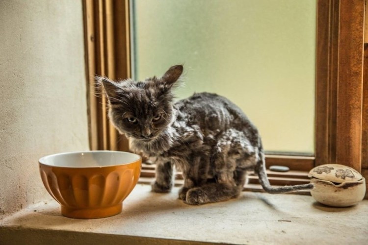 Почечная недостаточность у кошек симптомы