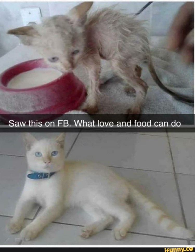 Воспаление пуповины у телят