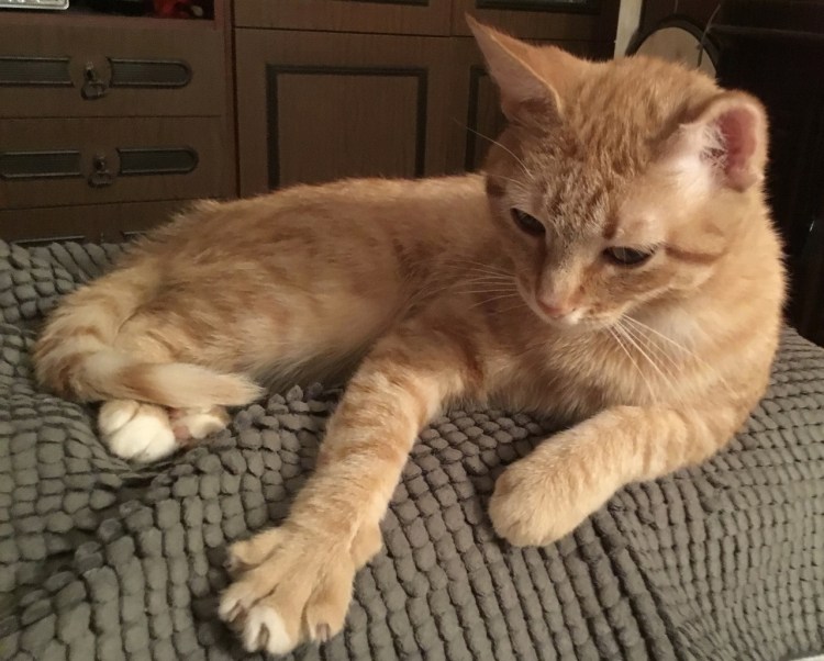 Маленькие котята ползут