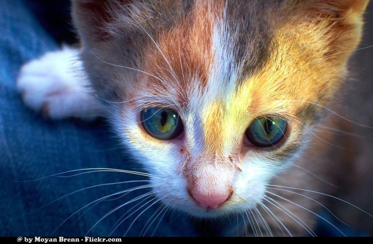 Симптомы мочекаменной болезни у котов и кошек