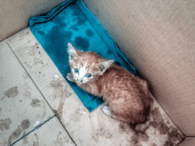 Бедные бездомные котята