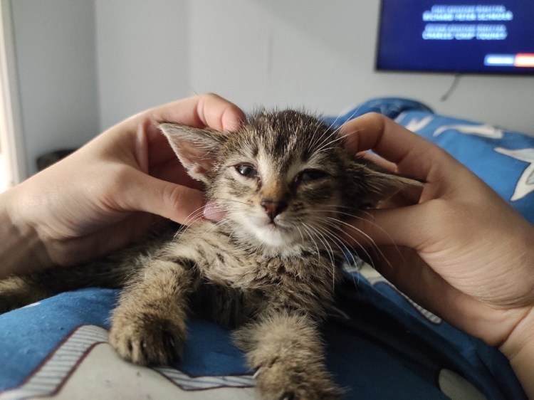 ИСКИТИН бездомные животные