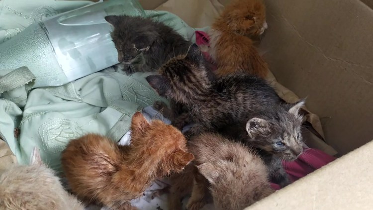 Слишком любвеобильный кот