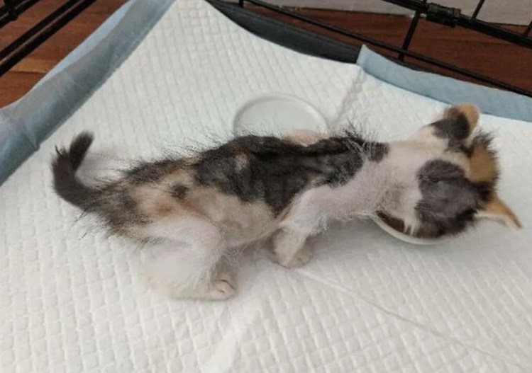 Котята умирающие с голоду