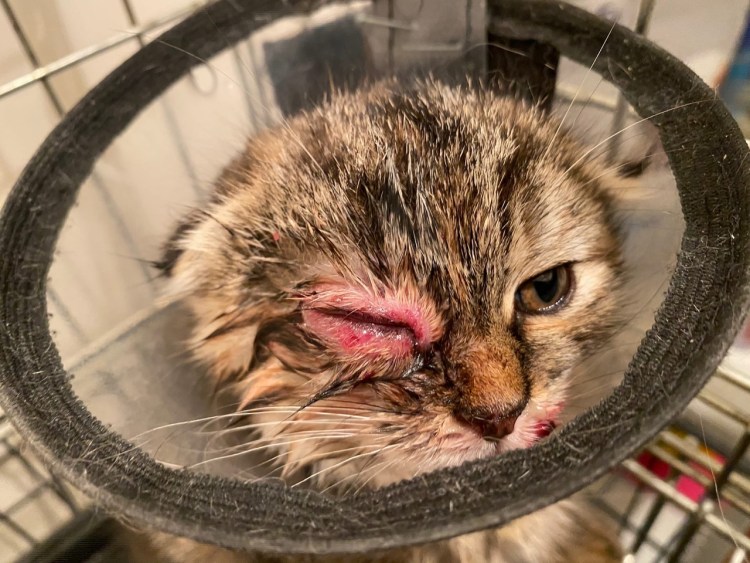 Голодающие львы в зоопарке Судана