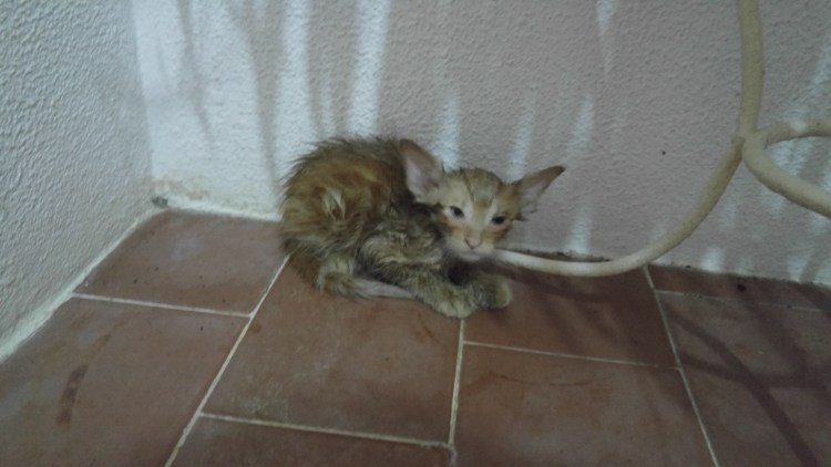 Мертвые бездомные котята