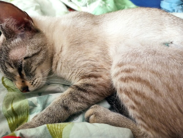 Котенка мертвого вдребезги серый с полосками