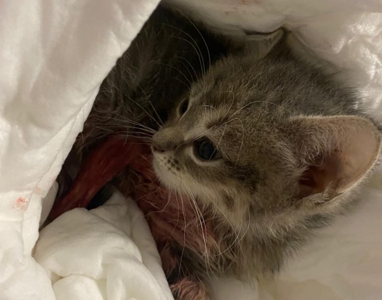 Брошенный котенок до и после