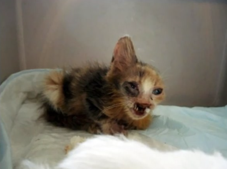 Телосложение кошки