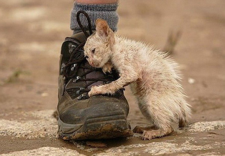 Усыпление собак в приюте