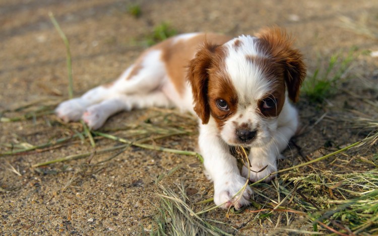 Рассел спаниель