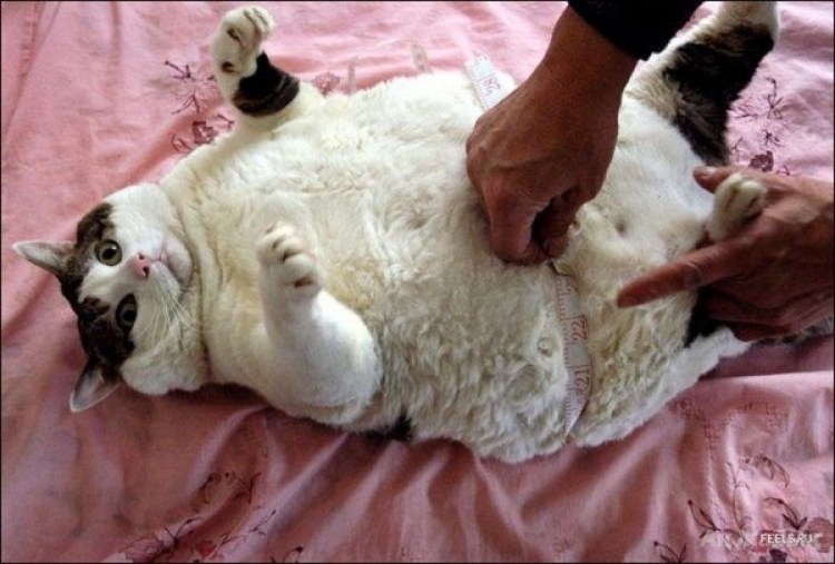 Кошки домашние мертвые