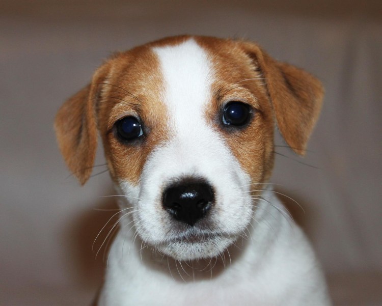 Джек Рассел гладкошерстный щенок