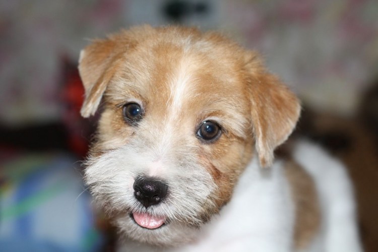 Дворняга терьер белая