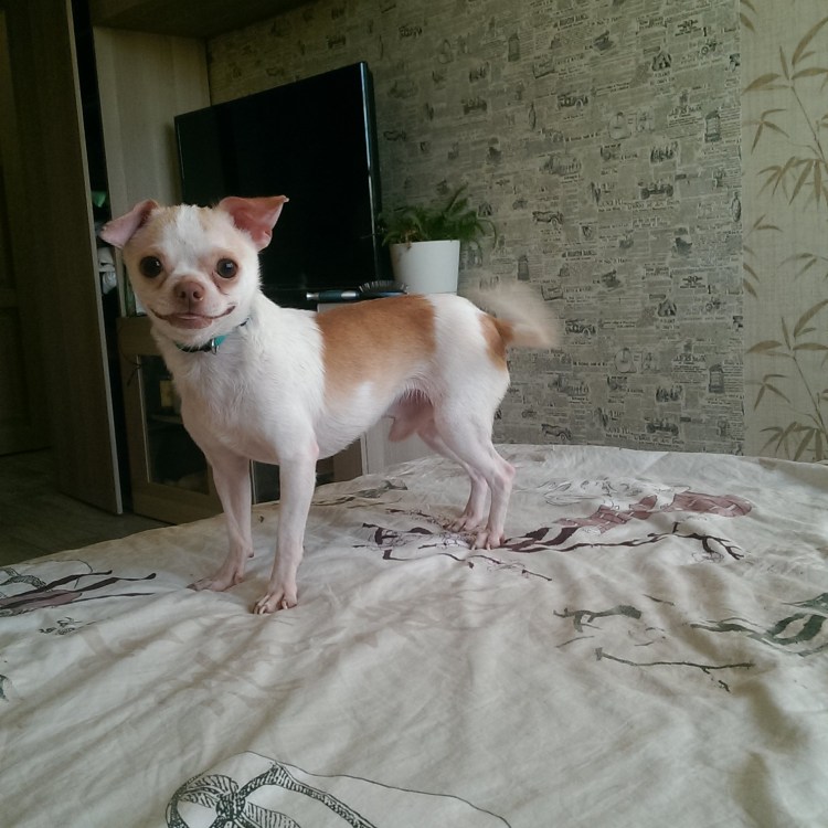 Метис чихуахуа бело рыжий