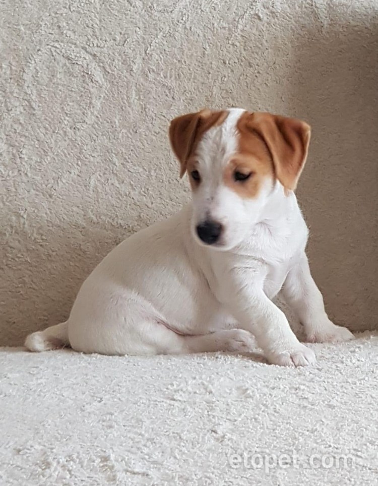 Белый Джек Рассел терьер