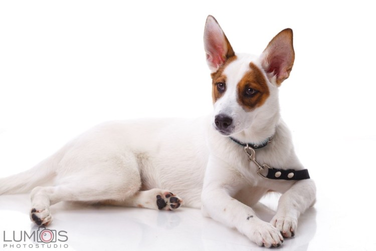 Терьер бело рыжий