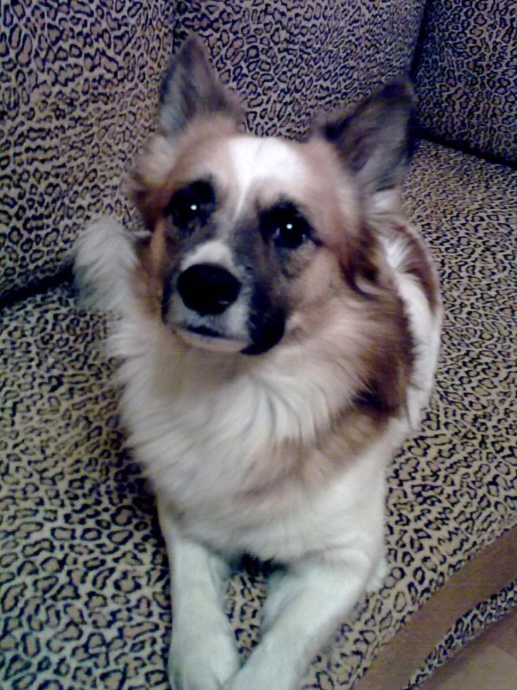 Собачка белая с рыжими пятнами мохнатая