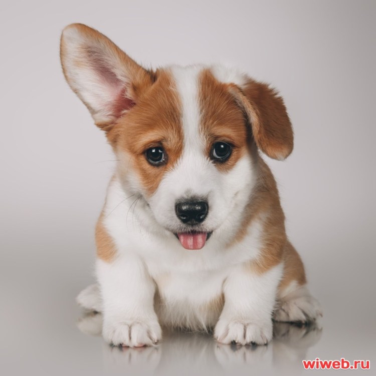 Вельш корги терьер