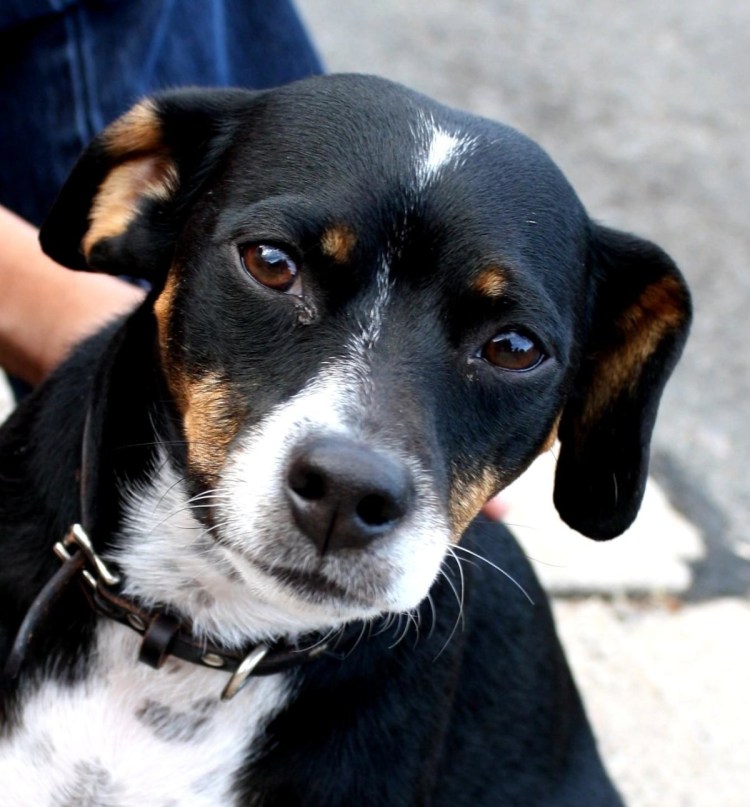 Метис Манчестерский терьер